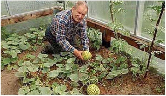 Иллюстрация к книге — Рабочий календарь дачника, или Рабочие будни на даче [b00000672.jpg]