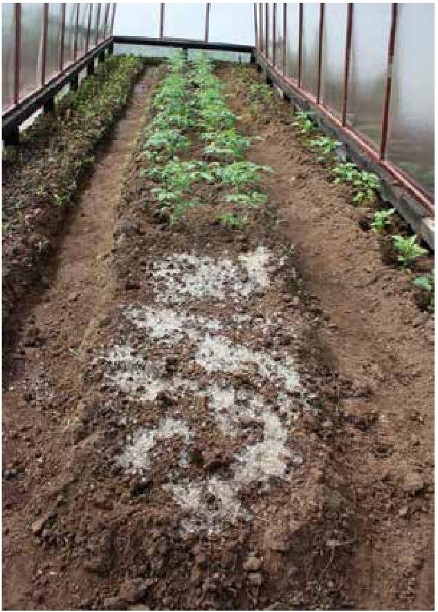 Иллюстрация к книге — Рабочий календарь дачника, или Рабочие будни на даче [b00000709.jpg]