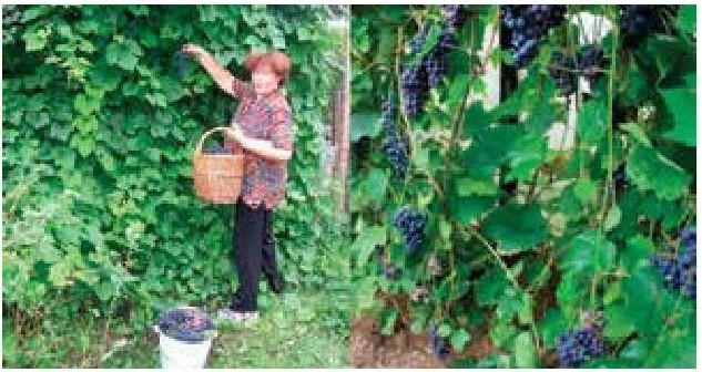 Иллюстрация к книге — Рабочий календарь дачника, или Рабочие будни на даче [b00000825.jpg]