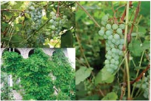 Иллюстрация к книге — Рабочий календарь дачника, или Рабочие будни на даче [b00000827.jpg]