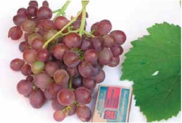 Иллюстрация к книге — Рабочий календарь дачника, или Рабочие будни на даче [b00000830.jpg]