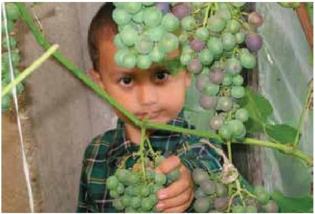 Иллюстрация к книге — Рабочий календарь дачника, или Рабочие будни на даче [b00000837.jpg]