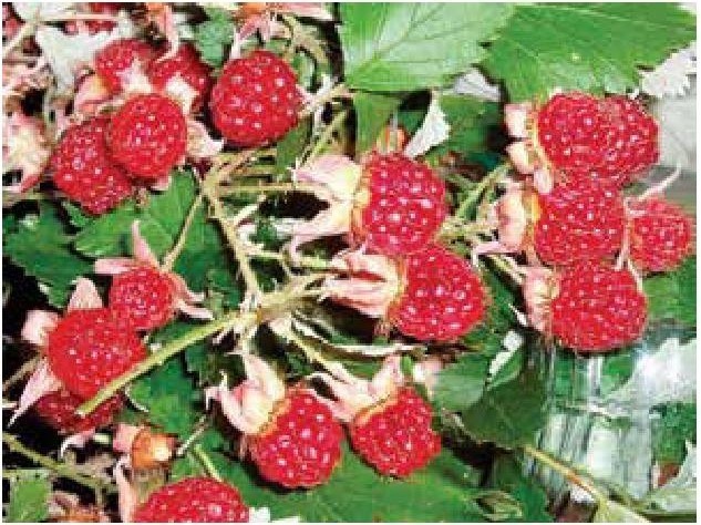 Иллюстрация к книге — Рабочий календарь дачника, или Рабочие будни на даче [b00000853.jpg]