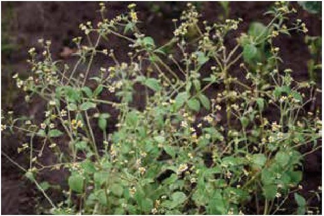 Иллюстрация к книге — Рабочий календарь дачника, или Рабочие будни на даче [b00000899.jpg]