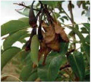 Иллюстрация к книге — Рабочий календарь дачника, или Рабочие будни на даче [b00001028.jpg]