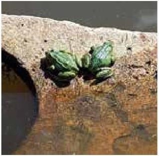 Иллюстрация к книге — Рабочий календарь дачника, или Рабочие будни на даче [b00001172.jpg]