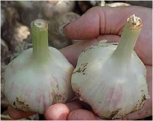 Иллюстрация к книге — Рабочий календарь дачника, или Рабочие будни на даче [b00001196.jpg]