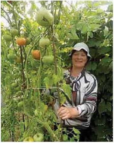 Иллюстрация к книге — Рабочий календарь дачника, или Рабочие будни на даче [b00001231.jpg]