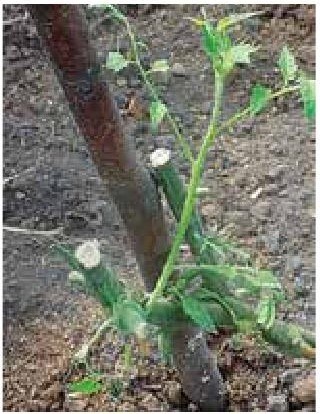 Иллюстрация к книге — Рабочий календарь дачника, или Рабочие будни на даче [b00001233.jpg]