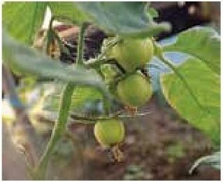 Иллюстрация к книге — Рабочий календарь дачника, или Рабочие будни на даче [b00001234.jpg]