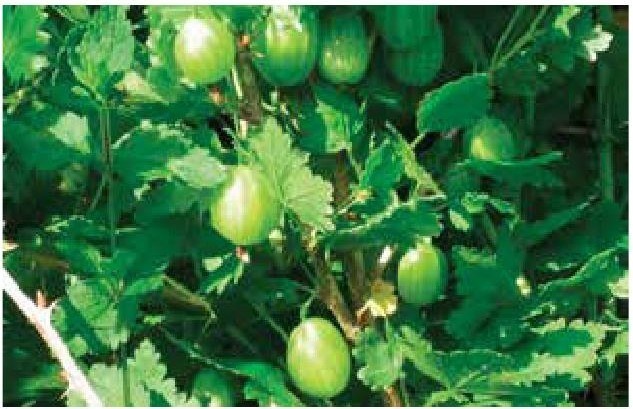 Иллюстрация к книге — Рабочий календарь дачника, или Рабочие будни на даче [b00001384.jpg]