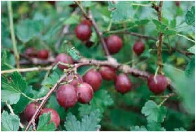 Иллюстрация к книге — Рабочий календарь дачника, или Рабочие будни на даче [b00001386.jpg]