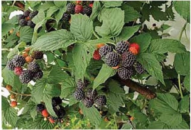 Иллюстрация к книге — Рабочий календарь дачника, или Рабочие будни на даче [b00001392.jpg]