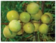 Иллюстрация к книге — Рабочий календарь дачника, или Рабочие будни на даче [img2862fb906ff449f0b6b63c7cf90637ff.jpg]