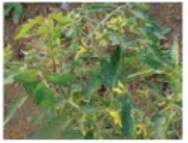 Иллюстрация к книге — Рабочий календарь дачника, или Рабочие будни на даче [img9c46d44198524cbb80d18bd236c0644f.jpg]