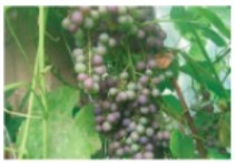 Иллюстрация к книге — Рабочий календарь дачника, или Рабочие будни на даче [imgad777b6868d24e359a4b53e6515d9c55.jpg]