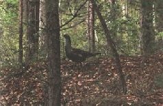 Иллюстрация к книге — Ох, охота! [i_018.jpg]