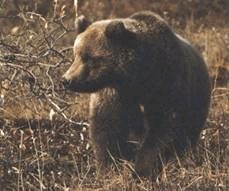 Иллюстрация к книге — Ох, охота! [i_019.jpg]