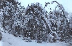 Иллюстрация к книге — Ох, охота! [i_023.jpg]