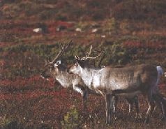 Иллюстрация к книге — Ох, охота! [i_027.jpg]