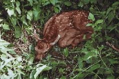 Иллюстрация к книге — Ох, охота! [i_034.jpg]