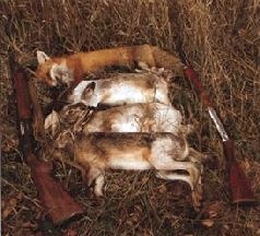 Иллюстрация к книге — Ох, охота! [i_036.jpg]