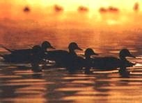 Иллюстрация к книге — Ох, охота! [i_051.jpg]