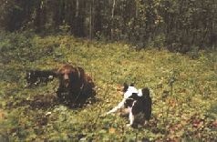 Иллюстрация к книге — Ох, охота! [i_075.jpg]