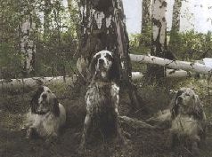 Иллюстрация к книге — Ох, охота! [i_088.jpg]