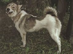 Иллюстрация к книге — Ох, охота! [i_090.jpg]