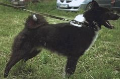 Иллюстрация к книге — Ох, охота! [i_091.jpg]