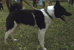 Иллюстрация к книге — Ох, охота! [i_092.jpg]