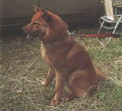 Иллюстрация к книге — Ох, охота! [i_093.jpg]