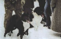 Иллюстрация к книге — Ох, охота! [i_096.jpg]