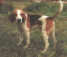 Иллюстрация к книге — Ох, охота! [i_101.jpg]