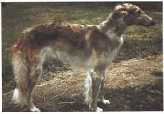 Иллюстрация к книге — Ох, охота! [i_104.jpg]