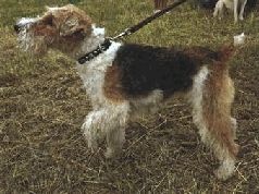 Иллюстрация к книге — Ох, охота! [i_108.jpg]