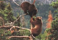 Иллюстрация к книге — Ох, охота! [i_111.jpg]