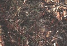 Иллюстрация к книге — Ох, охота! [i_112.jpg]