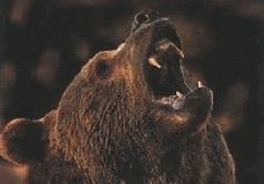 Иллюстрация к книге — Ох, охота! [i_118.jpg]