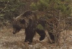 Иллюстрация к книге — Ох, охота! [i_121.jpg]