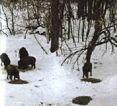 Иллюстрация к книге — Ох, охота! [i_124.jpg]