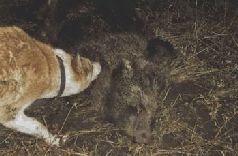 Иллюстрация к книге — Ох, охота! [i_125.jpg]