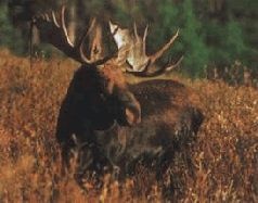 Иллюстрация к книге — Ох, охота! [i_129.jpg]