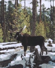 Иллюстрация к книге — Ох, охота! [i_132.jpg]