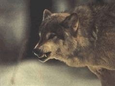 Иллюстрация к книге — Ох, охота! [i_138.jpg]