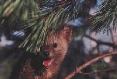 Иллюстрация к книге — Ох, охота! [i_142.jpg]