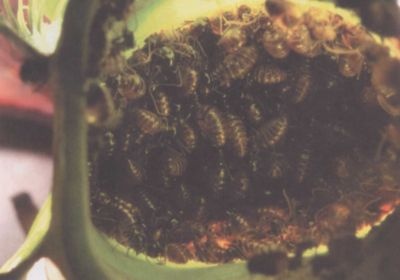 Иллюстрация к книге — Умные растения. Как они приманивают и обманывают, предупреждают собратьев, защищаются и зовут на помощь, когда оказываются в опасности [i_006.jpg]