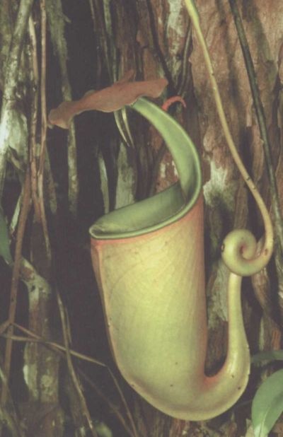 Иллюстрация к книге — Умные растения. Как они приманивают и обманывают, предупреждают собратьев, защищаются и зовут на помощь, когда оказываются в опасности [i_008.jpg]