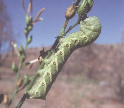 Иллюстрация к книге — Умные растения. Как они приманивают и обманывают, предупреждают собратьев, защищаются и зовут на помощь, когда оказываются в опасности [i_009.jpg]